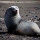 ANTARCTICA FOTO DARIO FERRO COPYRIGHT MIKE HORN (1)
